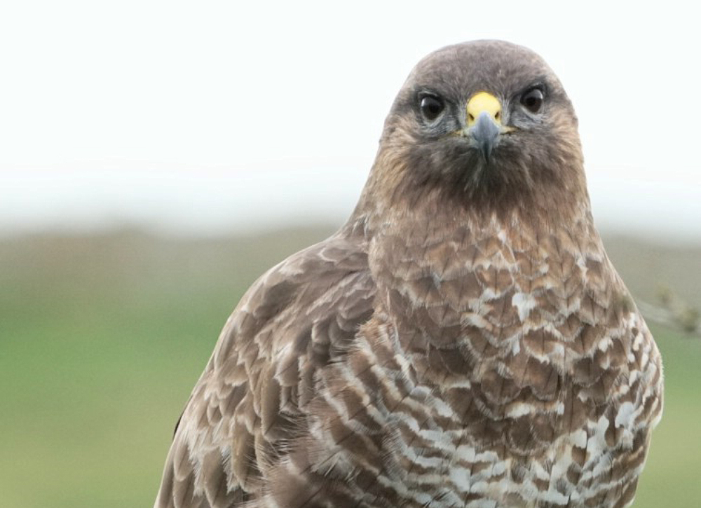 Buzzard-photo-credit-jane-holland