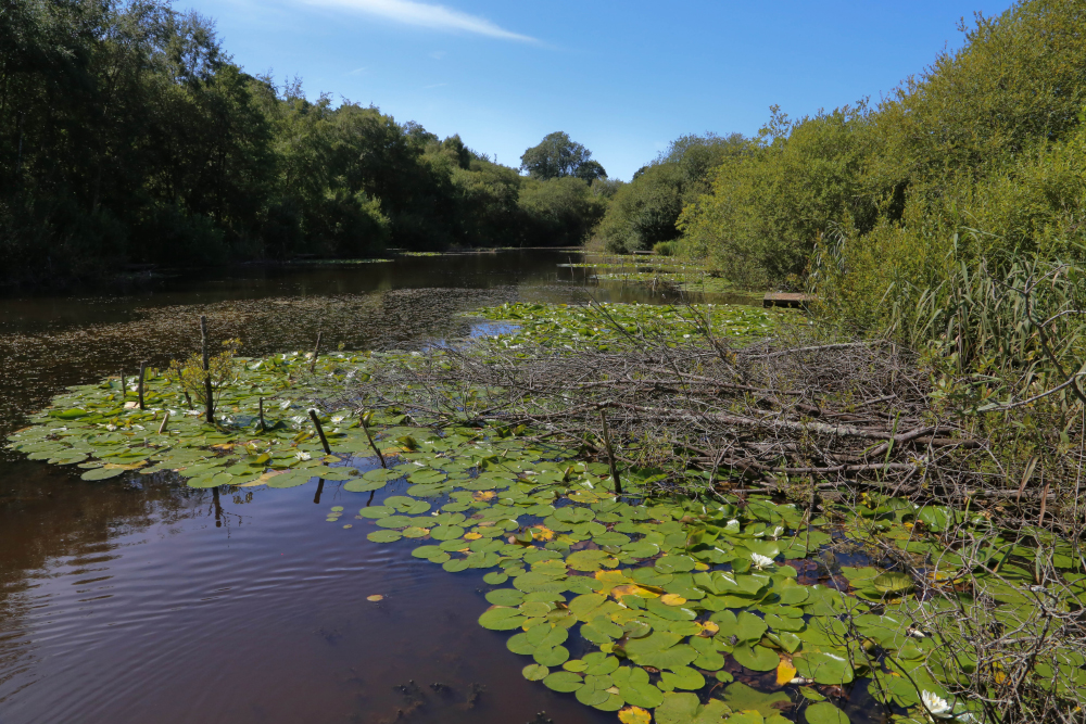 Newchurch Moors Nature Reserve © Ian Pratt Hampshire & Isle Of Wight Wildlife Trust