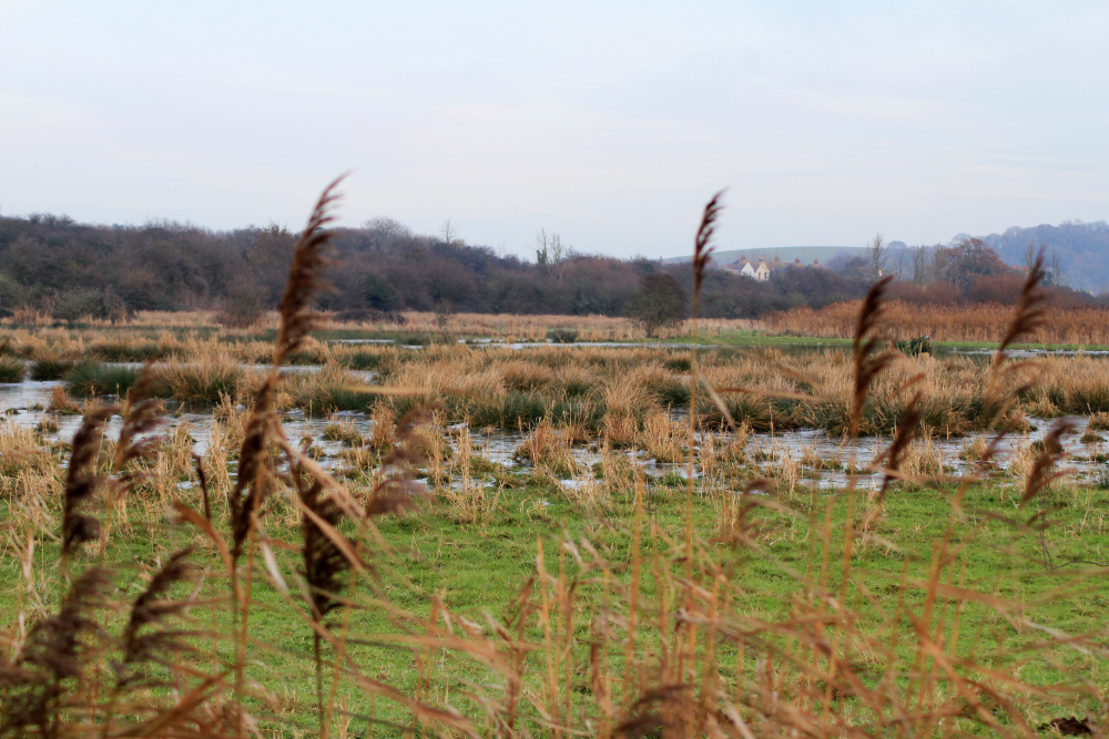 Sandown Meadows Nature Reserve © Hampshire & Isle Of Wight Wildlife Trust