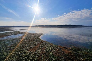 Seagrass At Bembridge, Isle Of Wight Photo By Evie Furness For Project Seagrass L