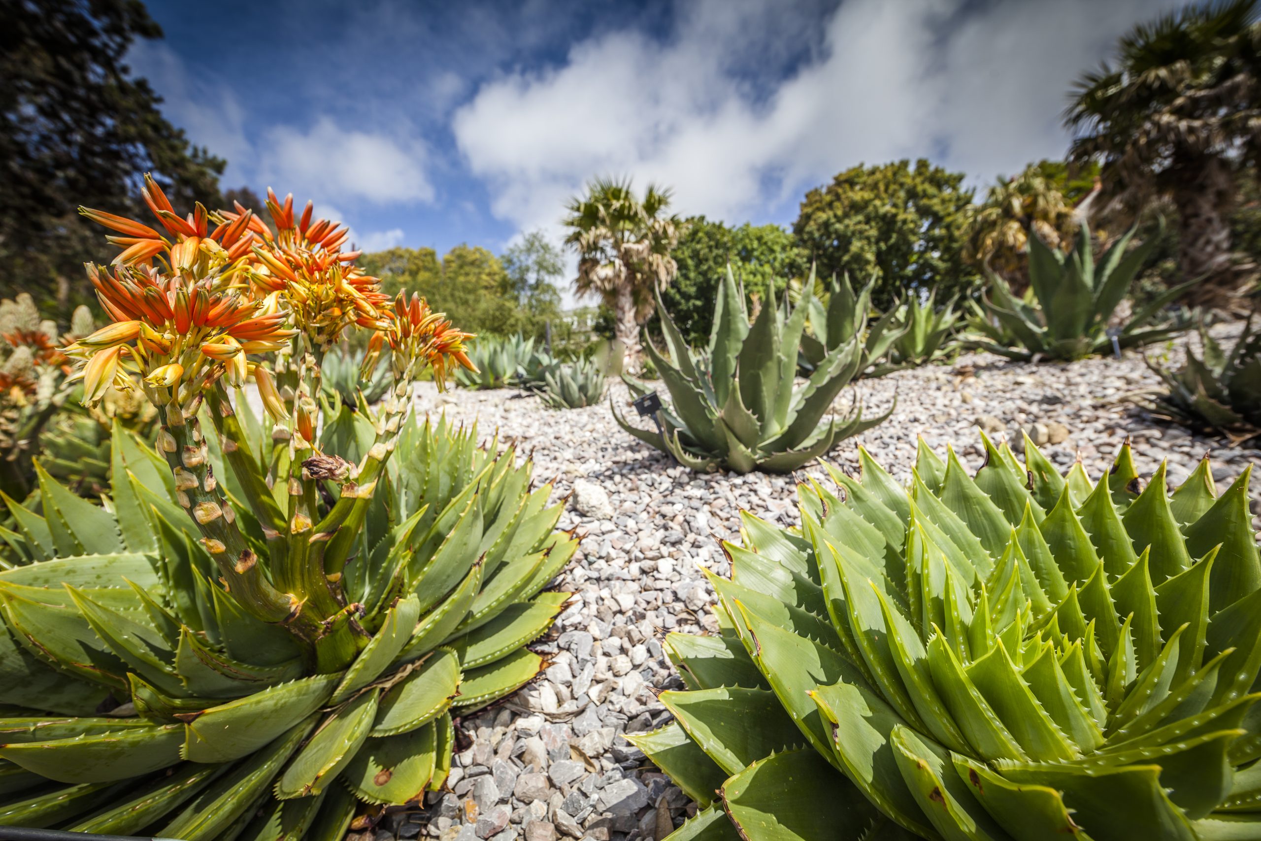 Arid Garden 10