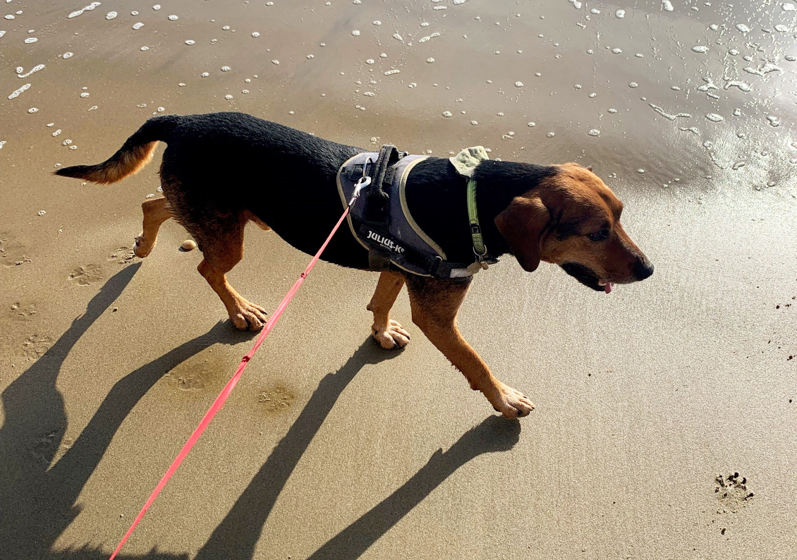 Culverdog