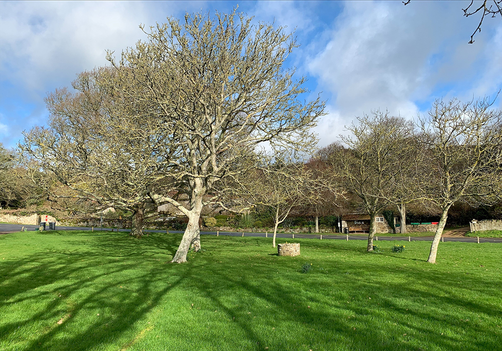 Mottistone Village Green, - National Trust Images Ed Hinch