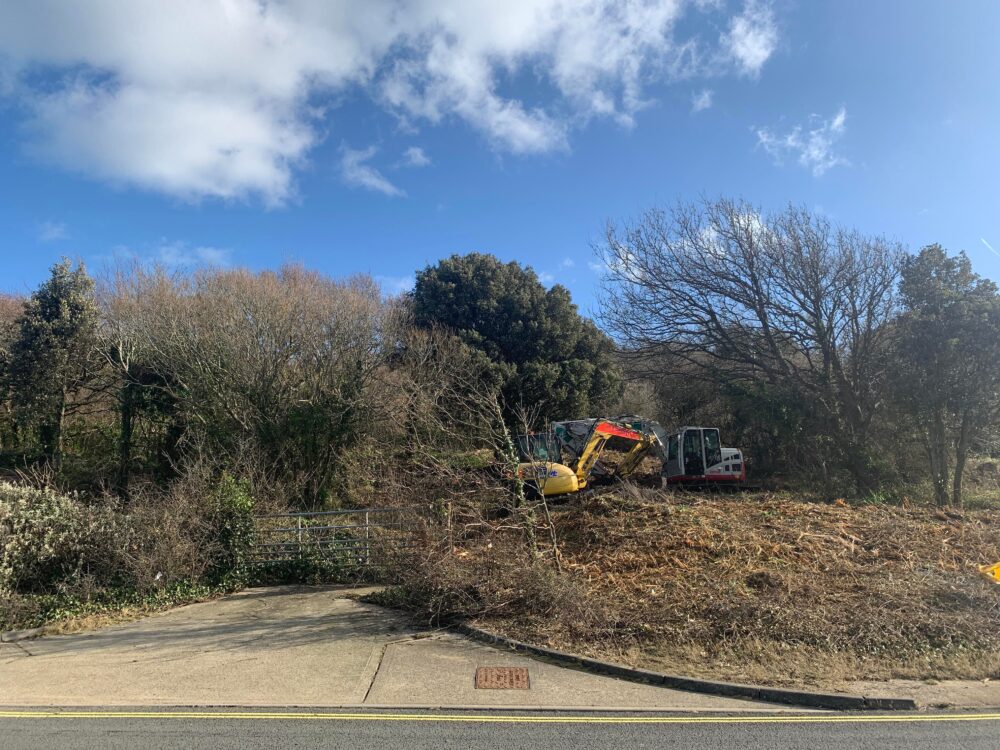 Tree Clearing On Princes And Egypt Esplanade (2)