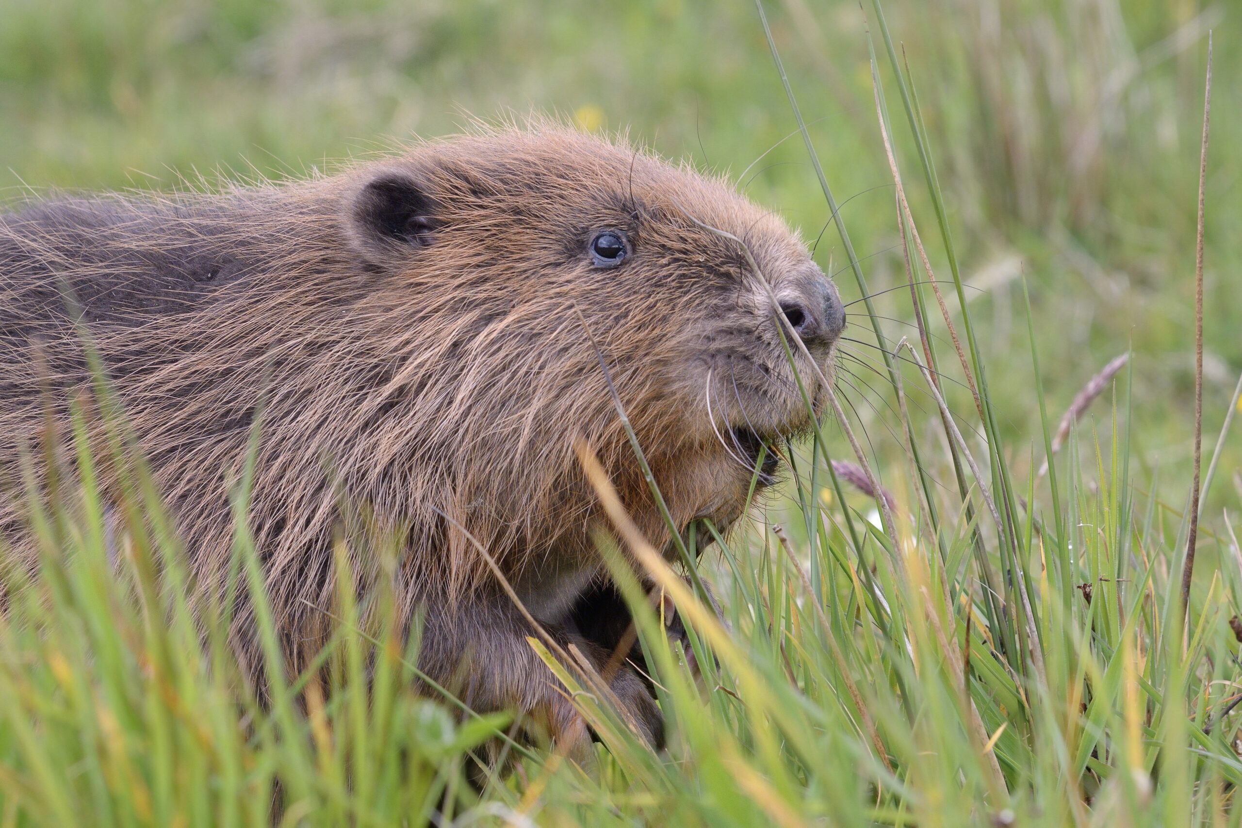 Beaver