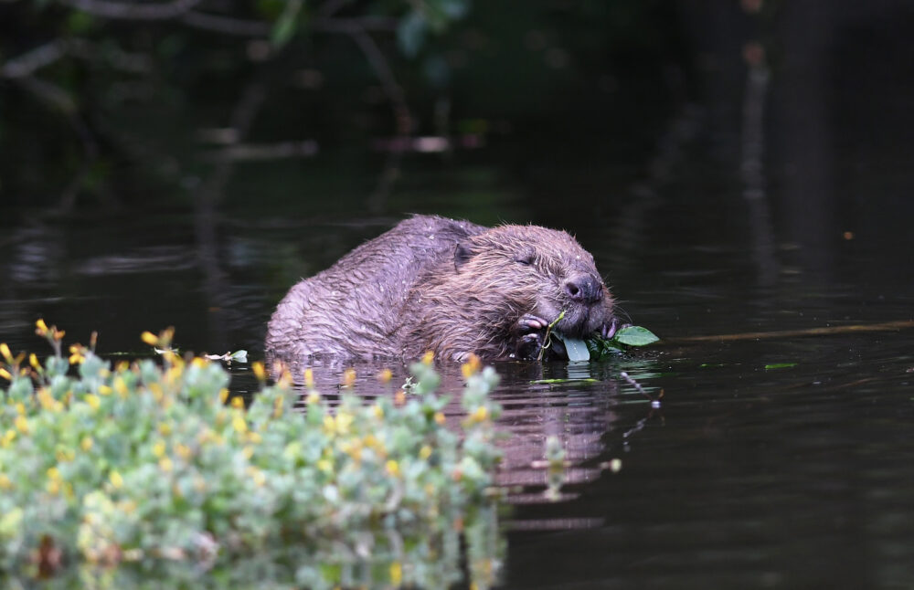 Beaver