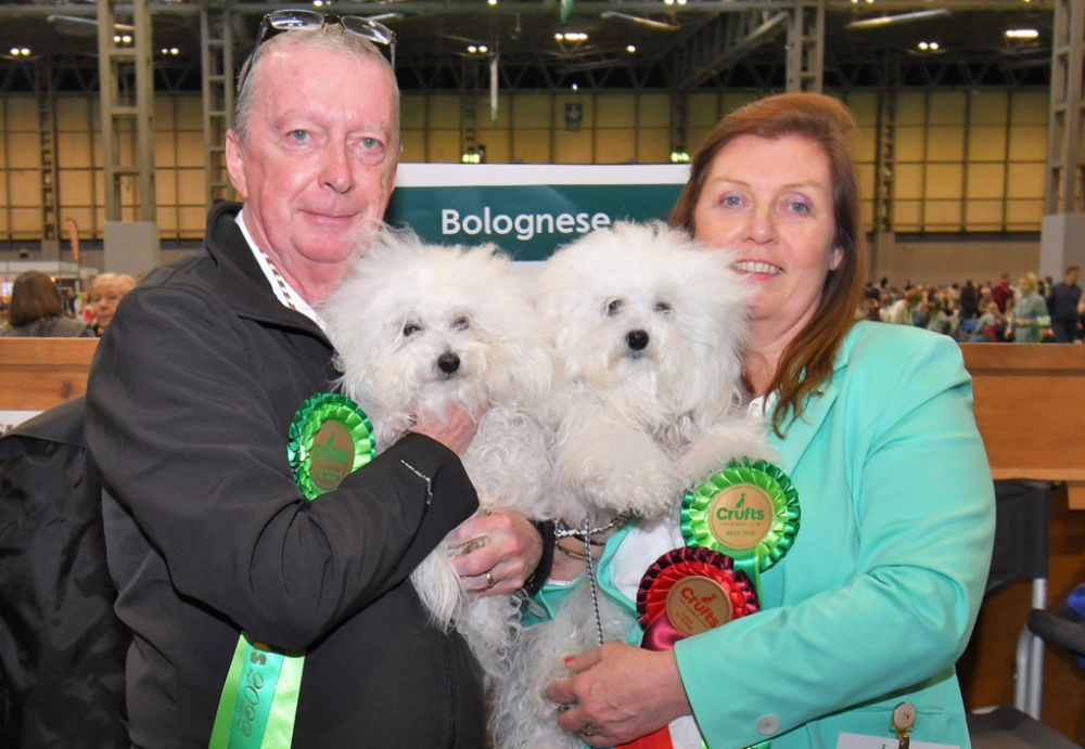 Iowca Crufts2022 Bolognese Bestdog+bestveteran