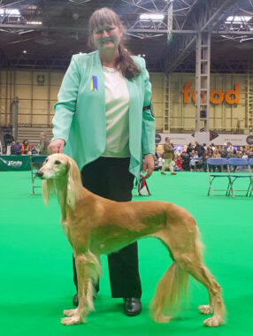Iowca Crufts2022 Saluki Bestveteran