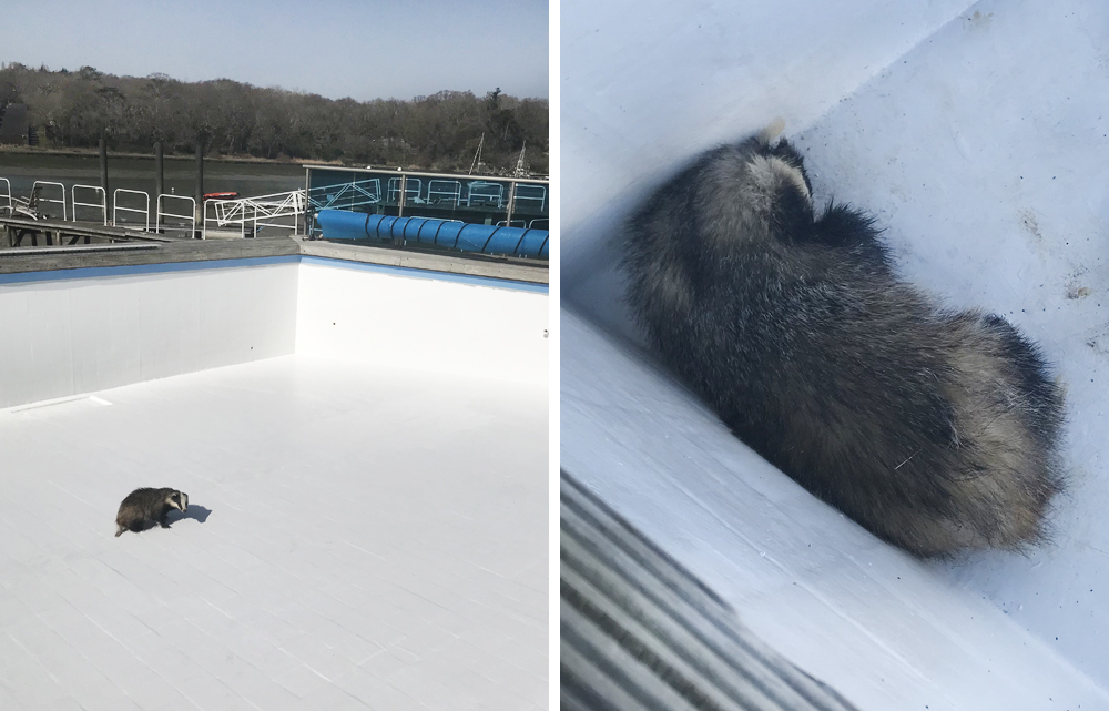 Badgerswimmingpool