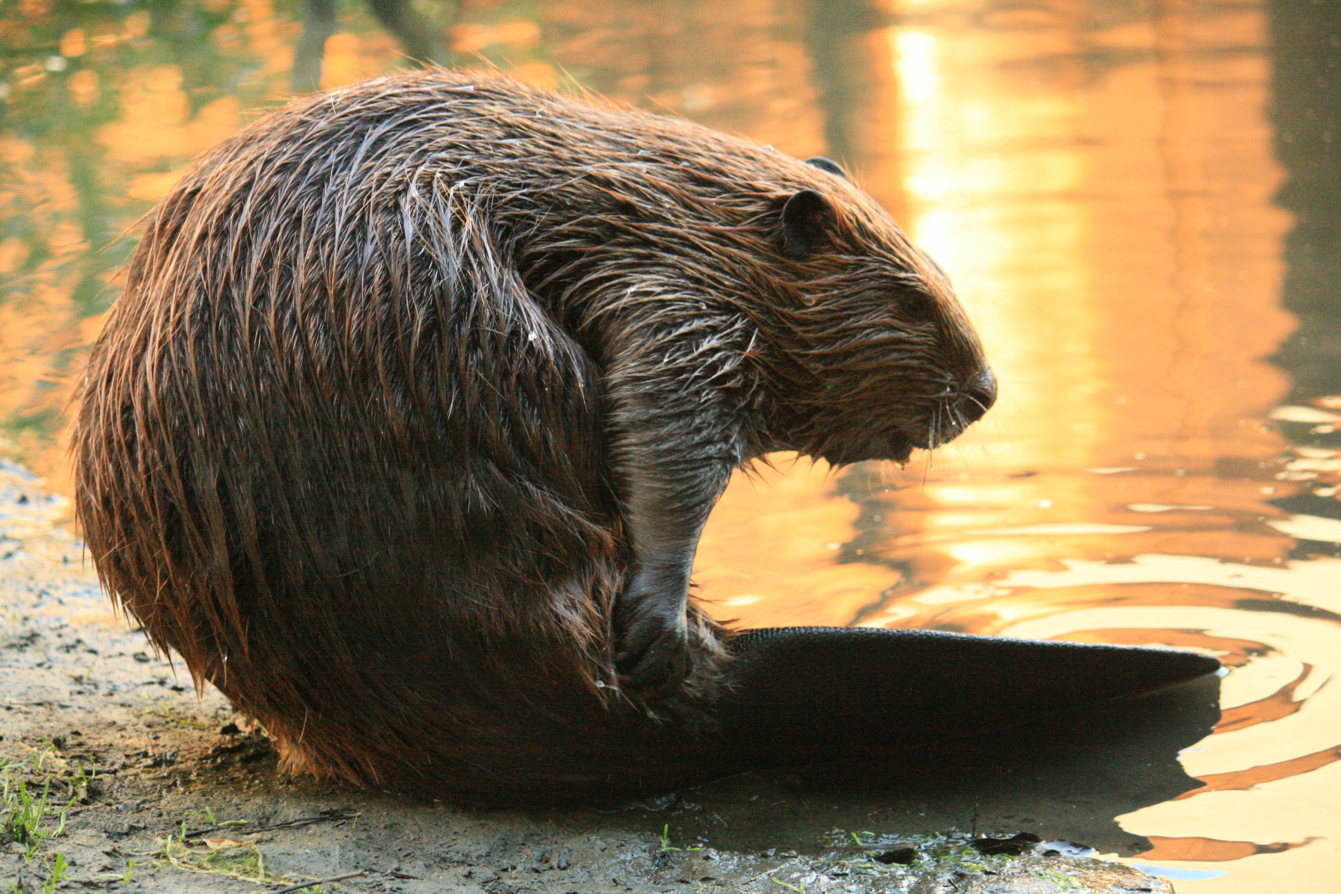 Beaver (mark Coventry)
