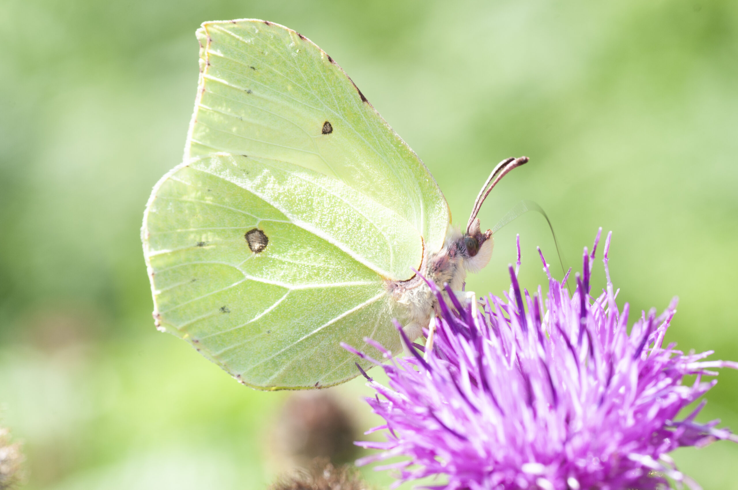 1180612 - Brimstone Butterfly, John Briggs Butterfly Wtml