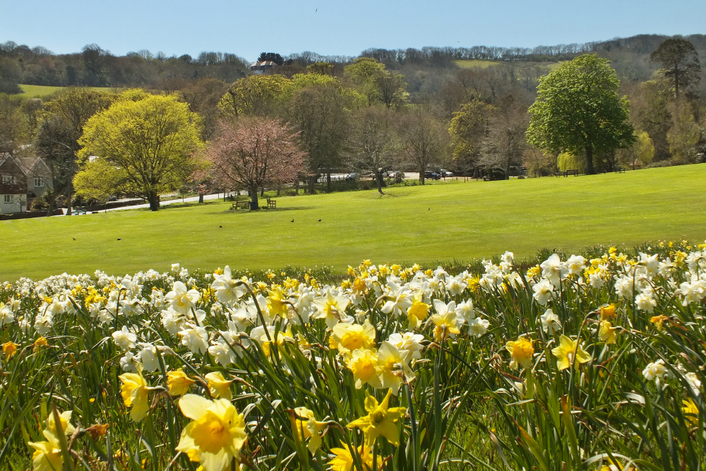 Daffodils Overlooking Big Mead At Shanklin - Credit Visitisleofwight Co Uk
