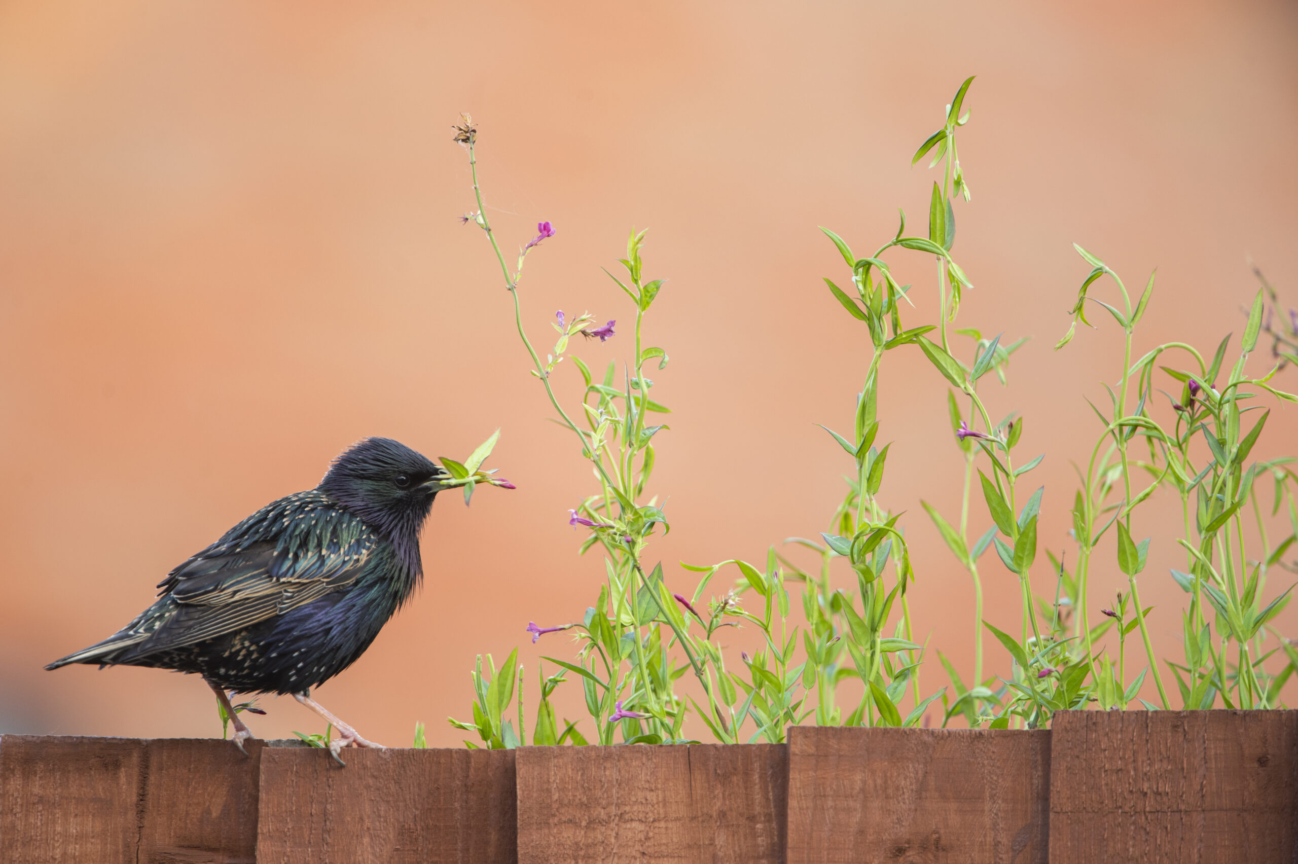 Starling Perched On Garden Fence. Ben Andrew (rspb-images.com)