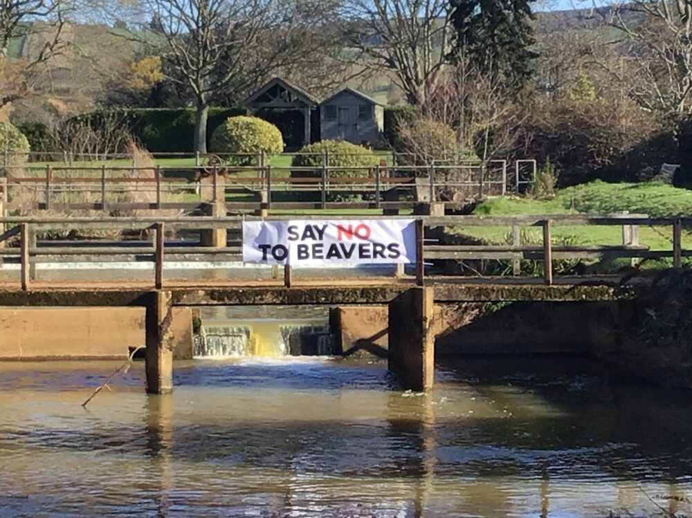 Say No To Beavers