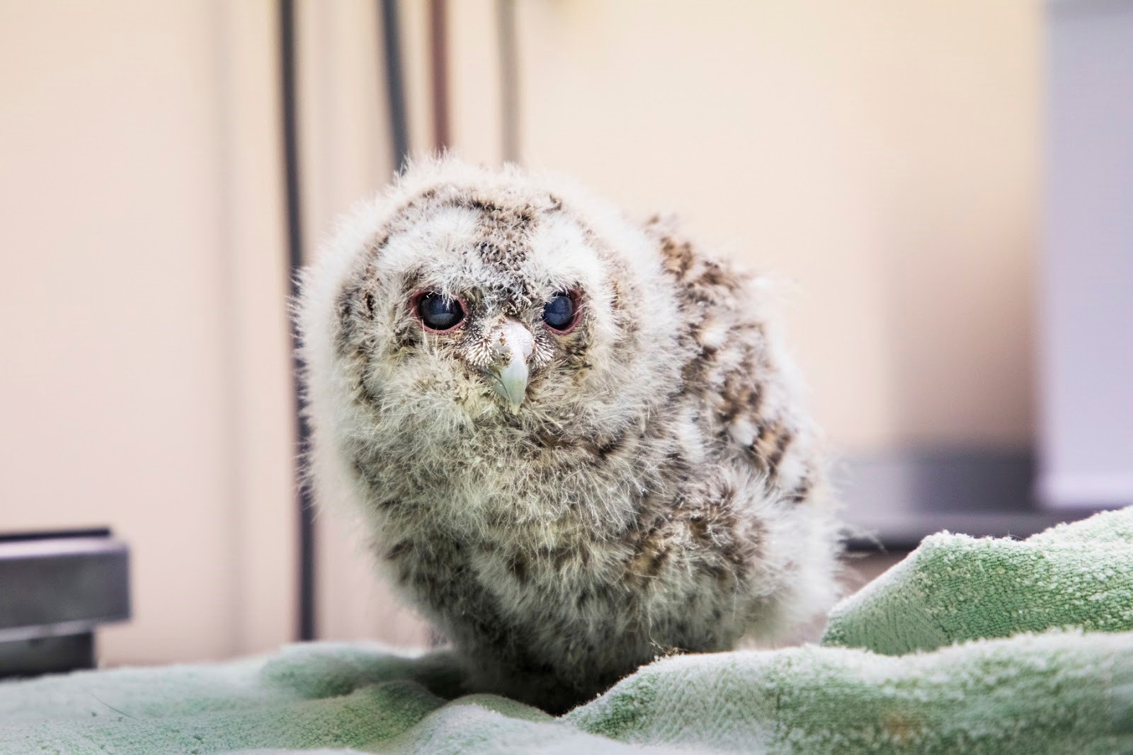 Baby Owl