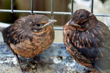Fledgling