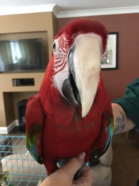 Parrot Rescue Portrait
