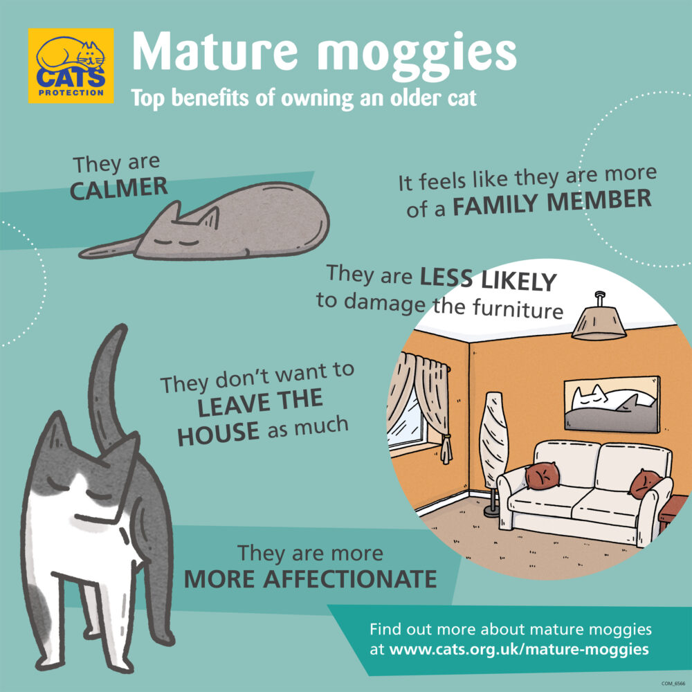 Mature Moggies Benefits Of Owning Square