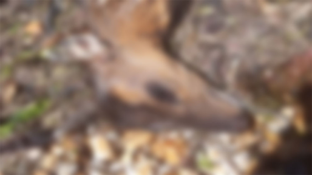 Deaddeer1