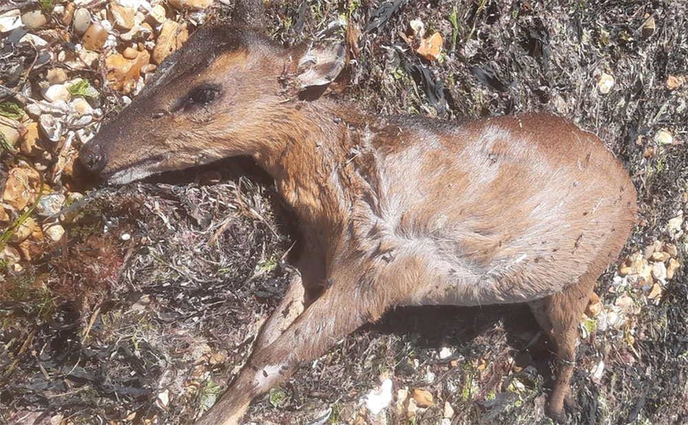 Deaddeer2