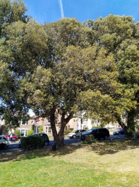 Insetvicgrove