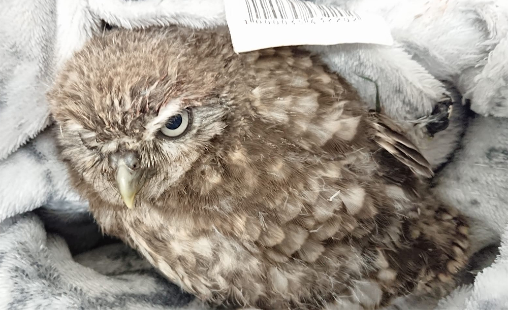 Mrwallyowl