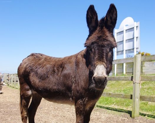 Donkey Cropped
