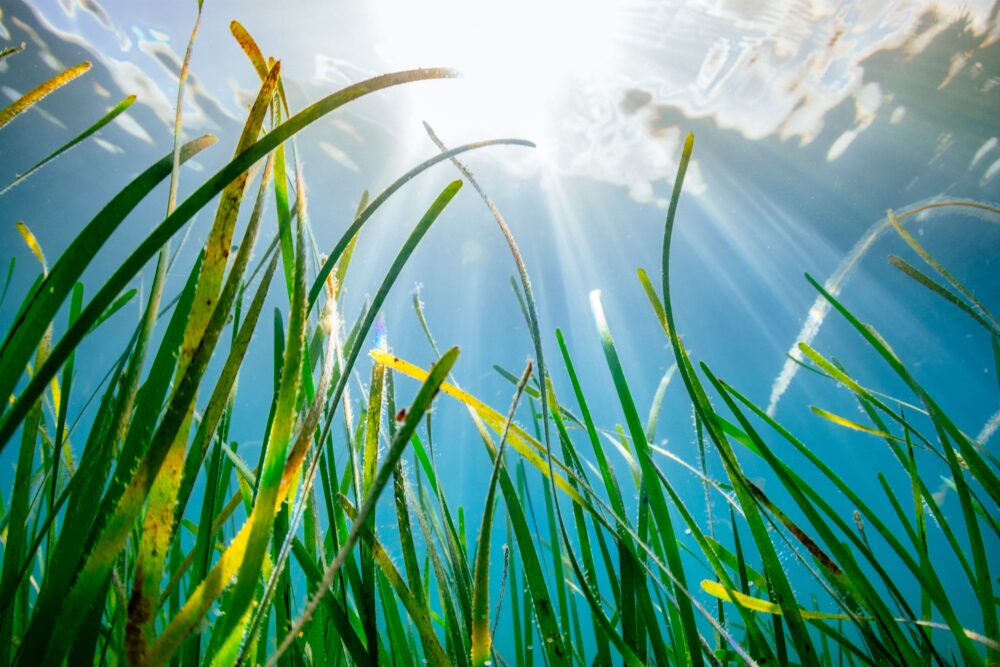 Seagrass