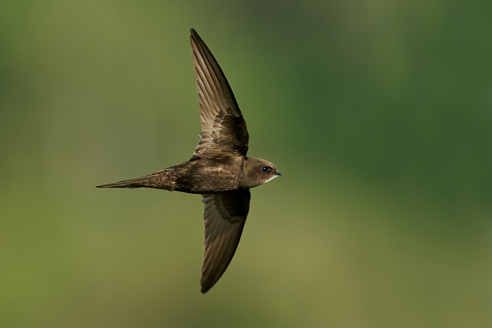 Common,swift,(apus,apus),in,flight,in,its,natural,enviroment