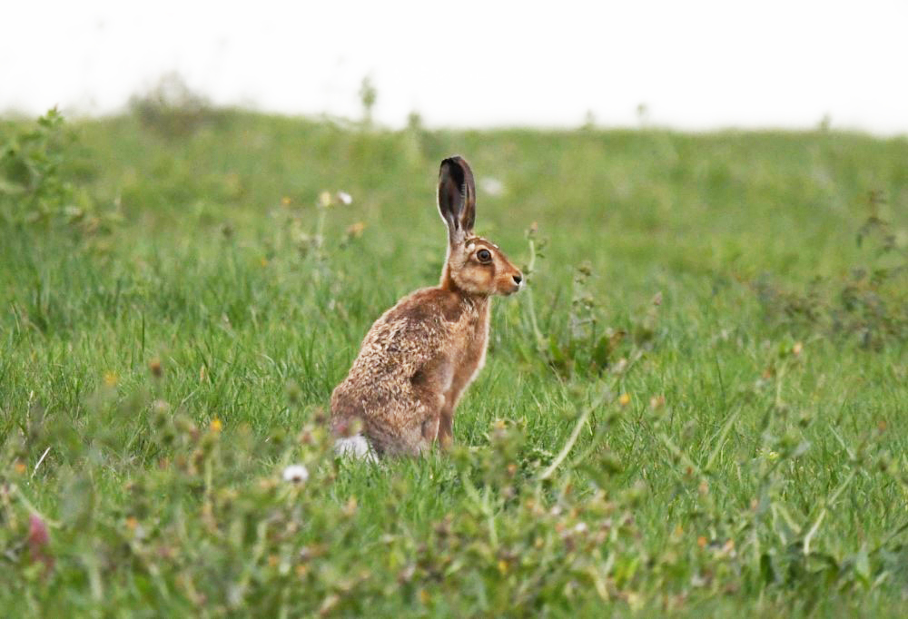 Hare-at-newtown-at-newtown.-photo-by-linda-belcher
