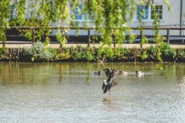 Ducksatblackwater