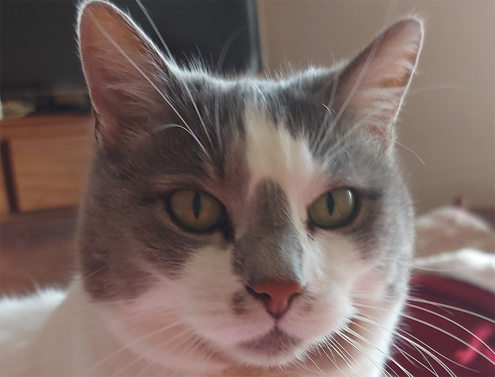 Loulouthecat