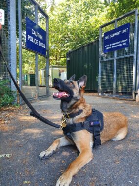 Police Dog