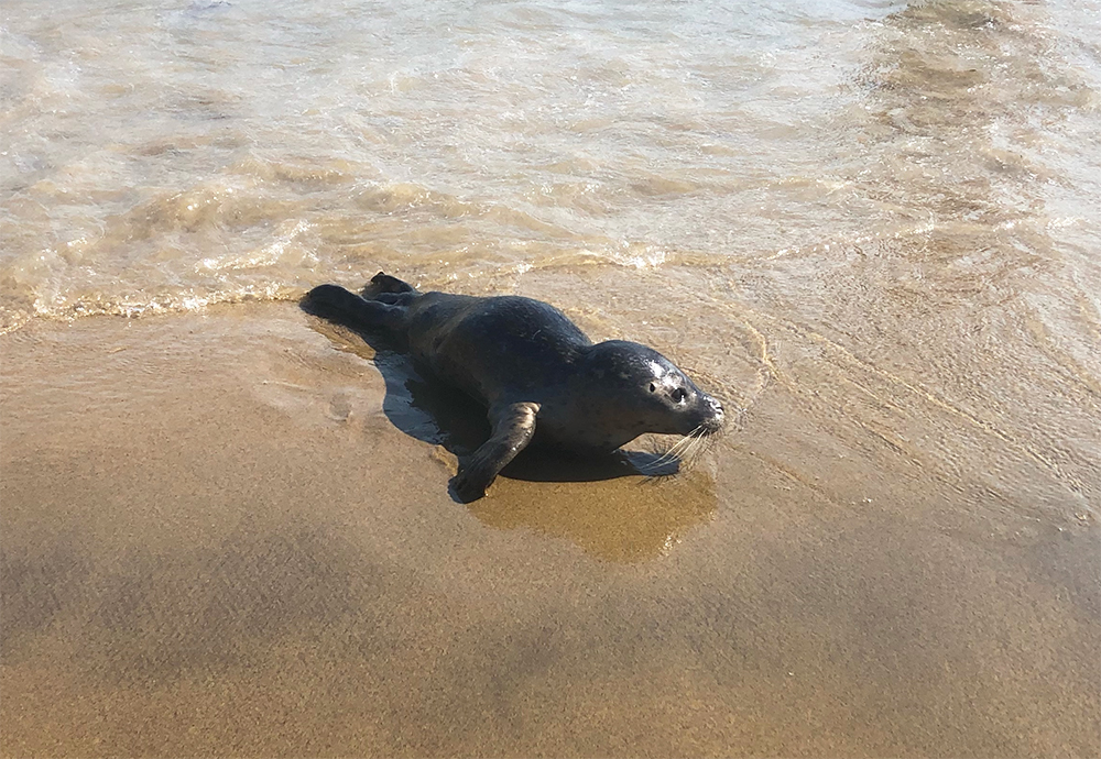 Sealatyaverland