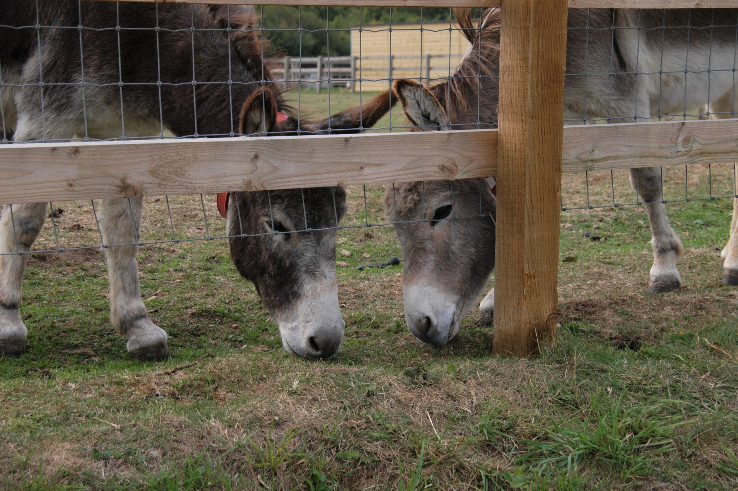 Happy Grazers 03 09 2022