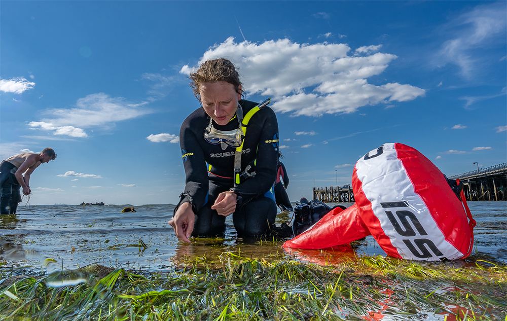 Seagrassfeatured