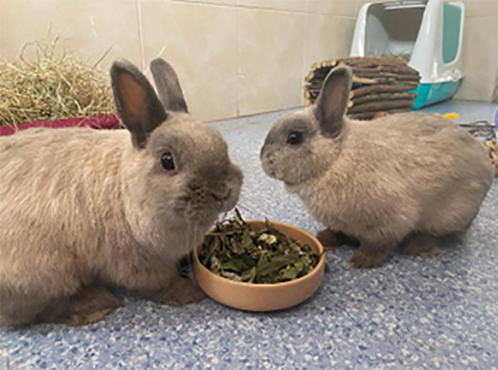 Bunnies