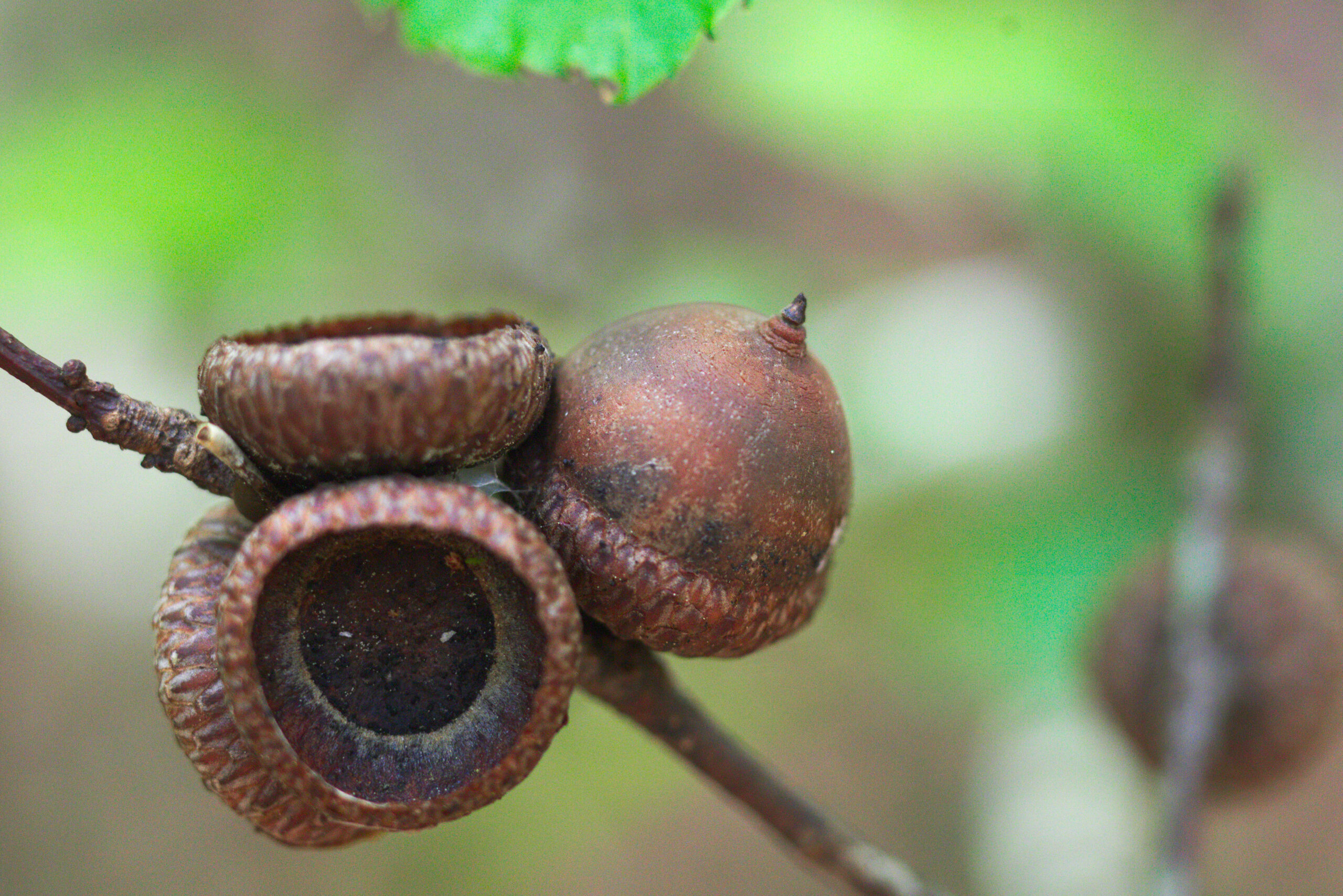 Closeup-shot-acorn-tree-branch-with-blurred-background