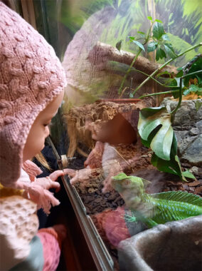 Childlookingatreptile