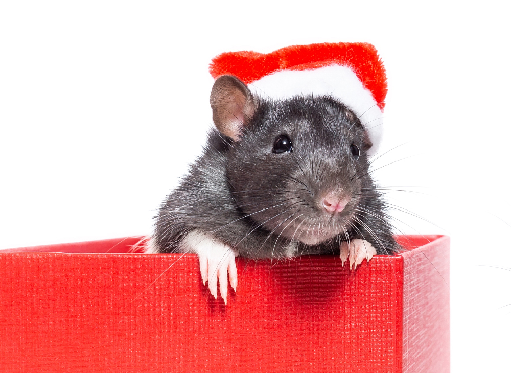 Rat On White Background.
