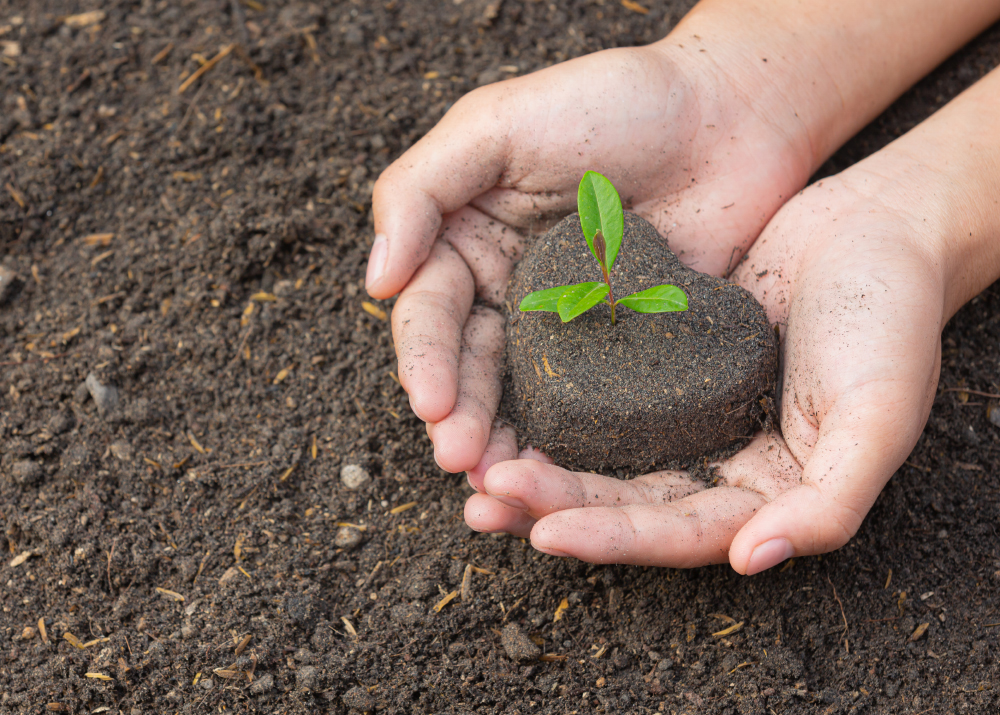 Close Up Picture Of Hand Holding Planting The Sapling Of The Pla