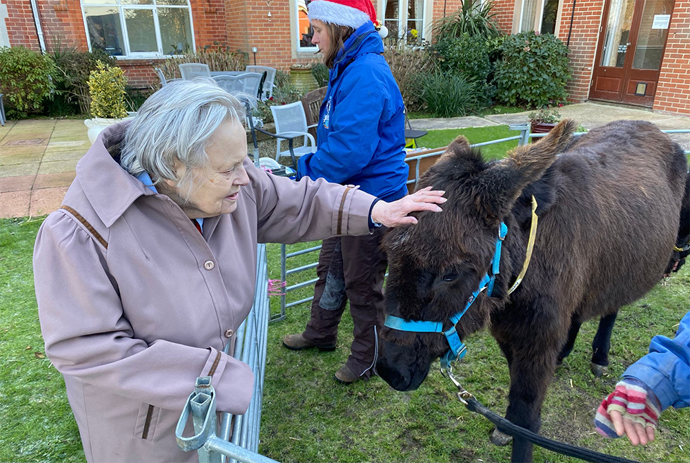 Donkeys@carehome
