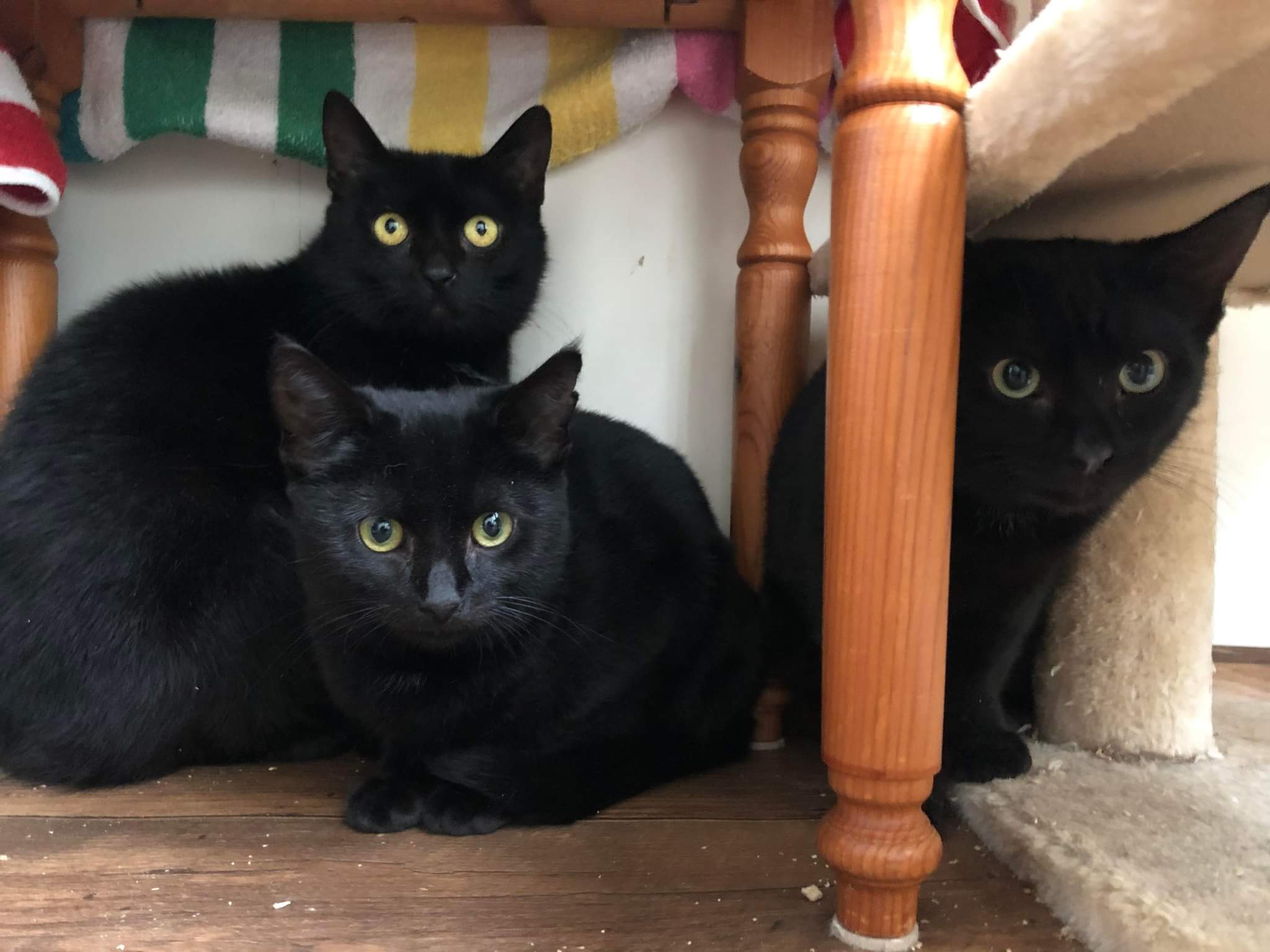 Three Cats (featured)