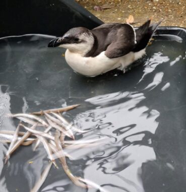 Razorbill