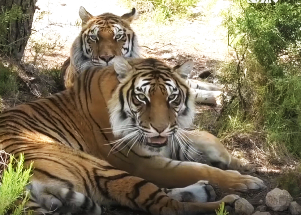Tigersrussia