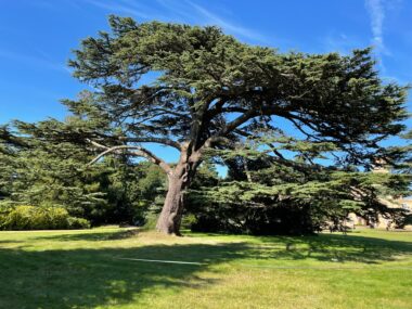 Tree At Osborne