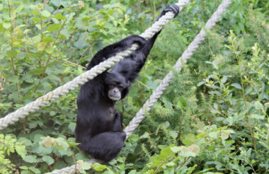 Sasak - Siamang Gibbon-copyright Monkey World