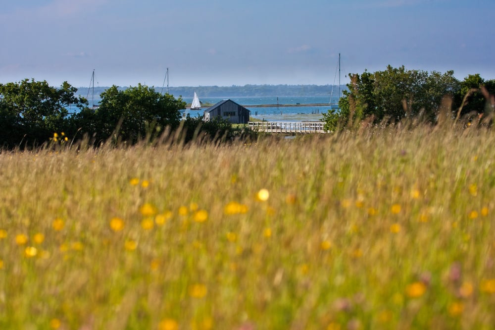 Newtown National Nature Reserve - Wildflower Meadow, National Trust, David Harrison