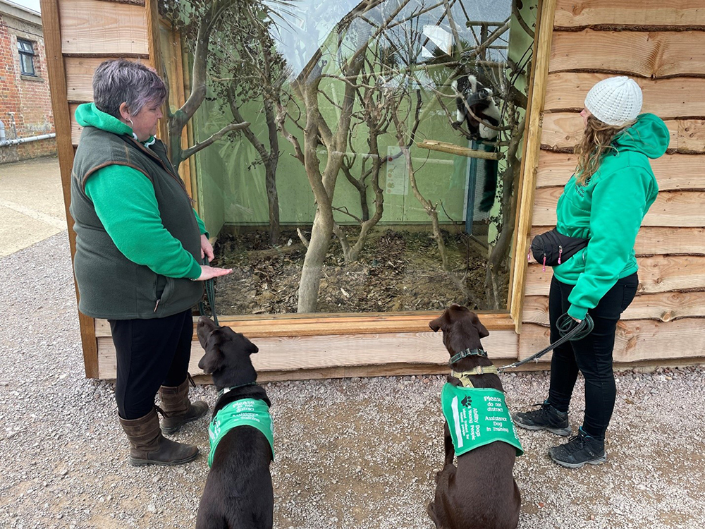 Wildheartabilitydogs