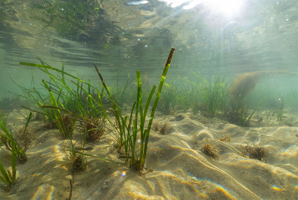 Seagrass